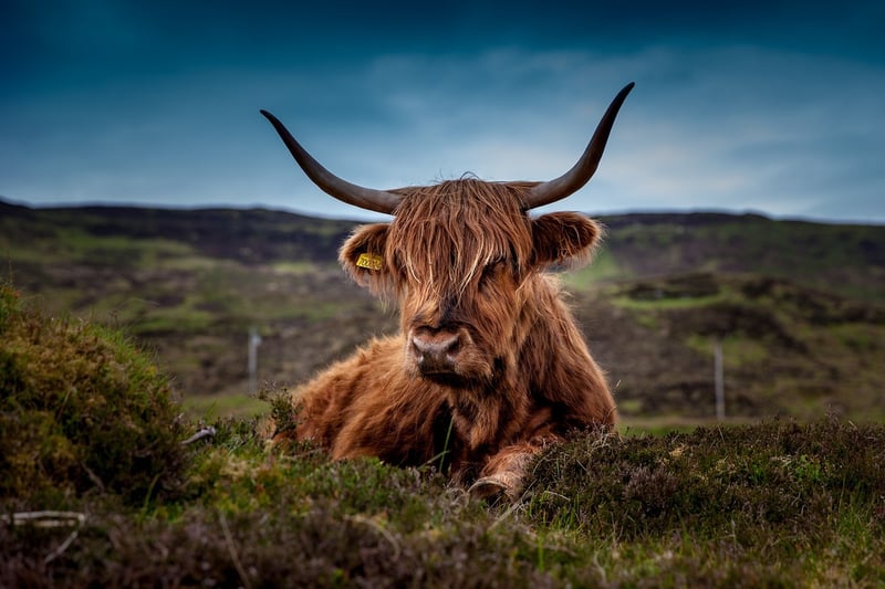 Outlander